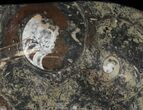 -/ Fossil Orthoceras & Goniatite Plate - Stoneware #40533-1